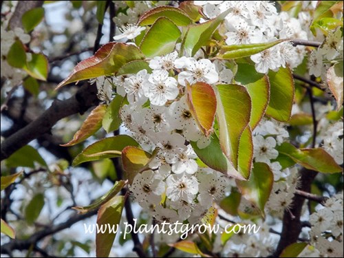 The new leaves have a bronze to golden bronze tinge in the early spring. (late April)